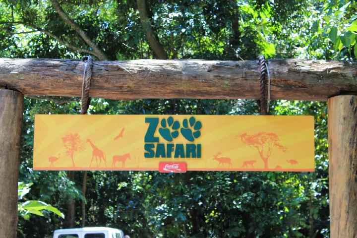Passeio No Zoo Safári Em São Paulo – Dicas