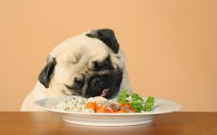 Alimentos Proibidos Para Cães – Dicas