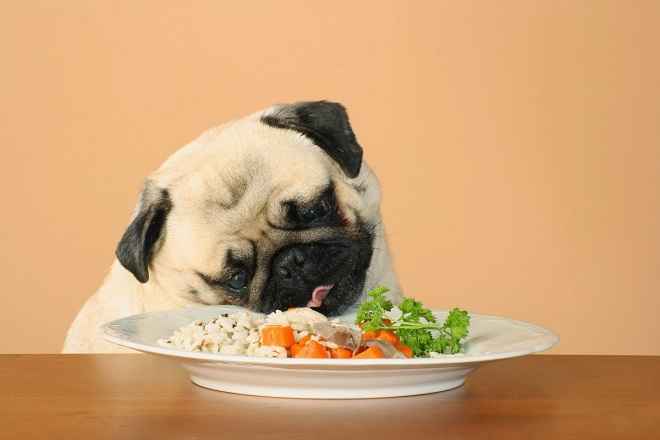 Alimentos Proibidos Para Cães – Dicas