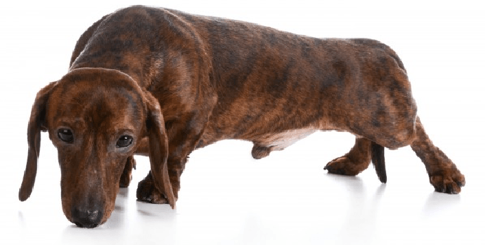 Dor Na Coluna do Cachorro – Sintomas e Como Prevenir