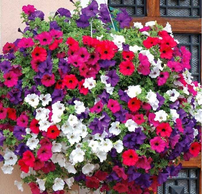 Petúnias a Flor do Verão – Como Plantar e Cuidar
