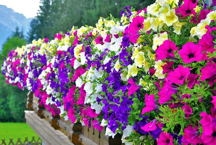 Petúnias a Flor do Verão – Como Plantar e Cuidar
