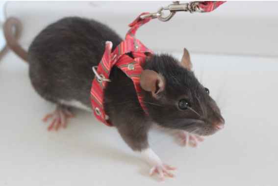 Twister Ratinho de Laboratório – Dicas Como Cuidar