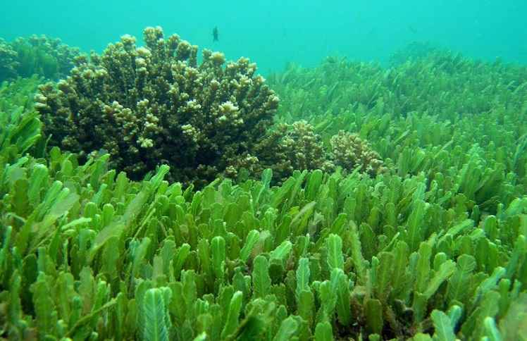 Alga Unicelular Chlorella – Benefícios