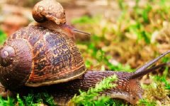 Caracóis na Horta – Como Evitar