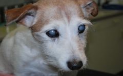 Catarata Em Cães – Sintomas e Tratamentos