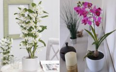 Orquídea Bambu – Como Plantar Em Vaso e Fazer Muda