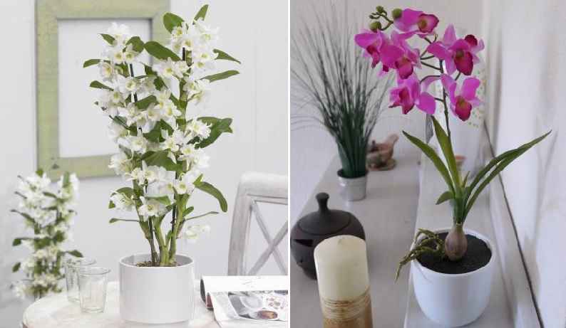 Orquídea Bambu – Como Plantar Em Vaso e Fazer Muda