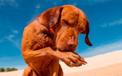 Cachorro Morder as Patas – Causas e Modo de Tratar