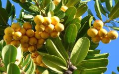 Fruta Abricó – Benefícios e Receita