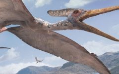 Ovos de Pterossauro – Nova Descoberta