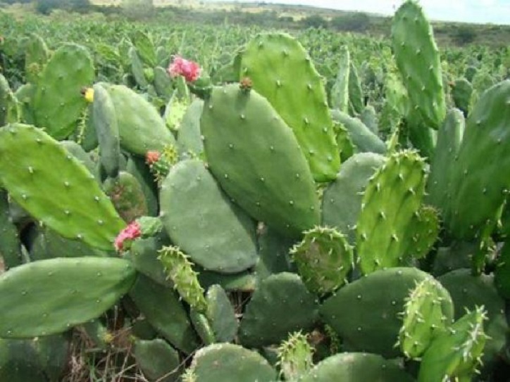 Опунция кобра. Opuntia cochenillifera. Opuntia cochenillifera variegated. Опунция на Альп. Опунция калории.