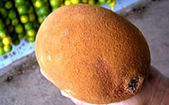 Fruta Cupuaçu – Benefícios