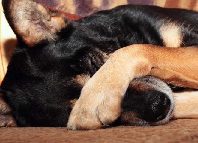 Terçol Em Cachorro – Sintomas e Tratamento Caseiro