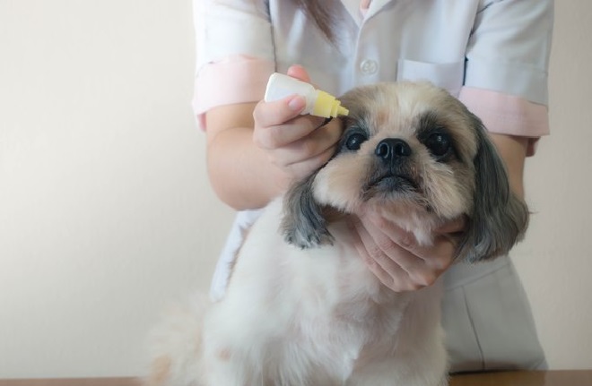 Terçol Em Cachorro – Sintomas e Tratamento Caseiro