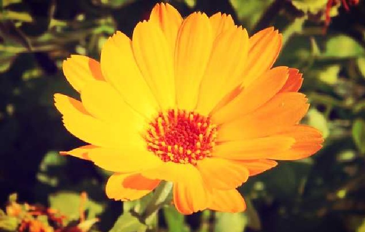 Óleo de Flor Calêndula – Benefícios e Como Usar