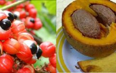 Dieta Amazônica – Alimentos