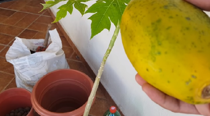 Mamão No Vaso – Como Plantar