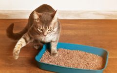 Mau Cheiro Na Caixa de Areia Para Gatos – Como Evitar