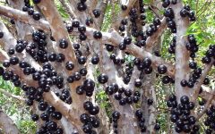 Fruta Jabuticaba – Benefícios e Como Consumir