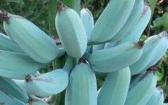 Blue Java a Banana Azul – Características