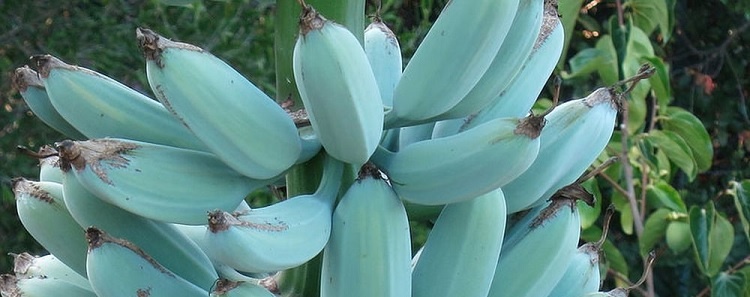 Blue Java a Banana Azul – Características