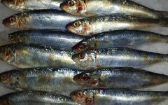Peixe Sardinha – Benefícios Para a Saúde