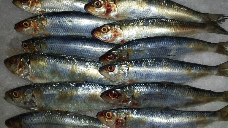 Peixe Sardinha – Benefícios Para a Saúde